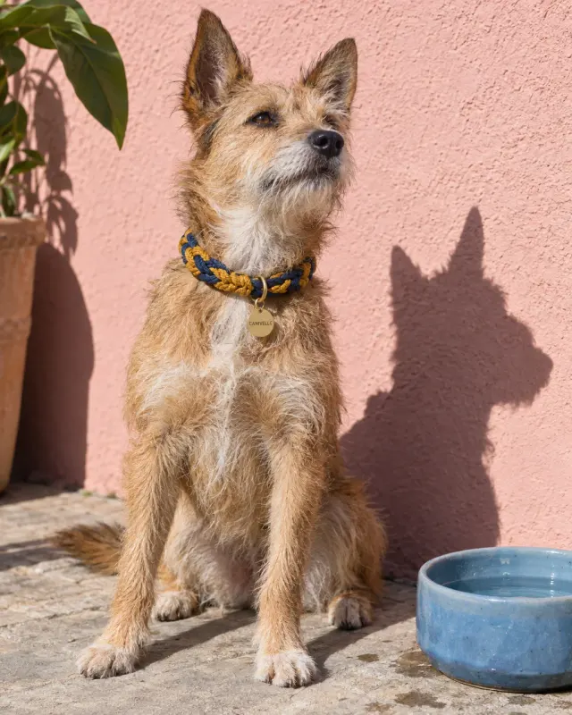 Chien au soleil devant un mur rose